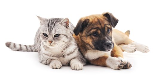 Katze und Hundewelpe liegen nebeneinander